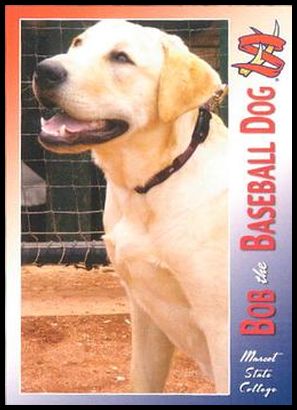 37 Bob the Baseball Dog